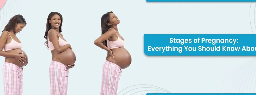 Stages of Pregnancy: Everything you should know about.